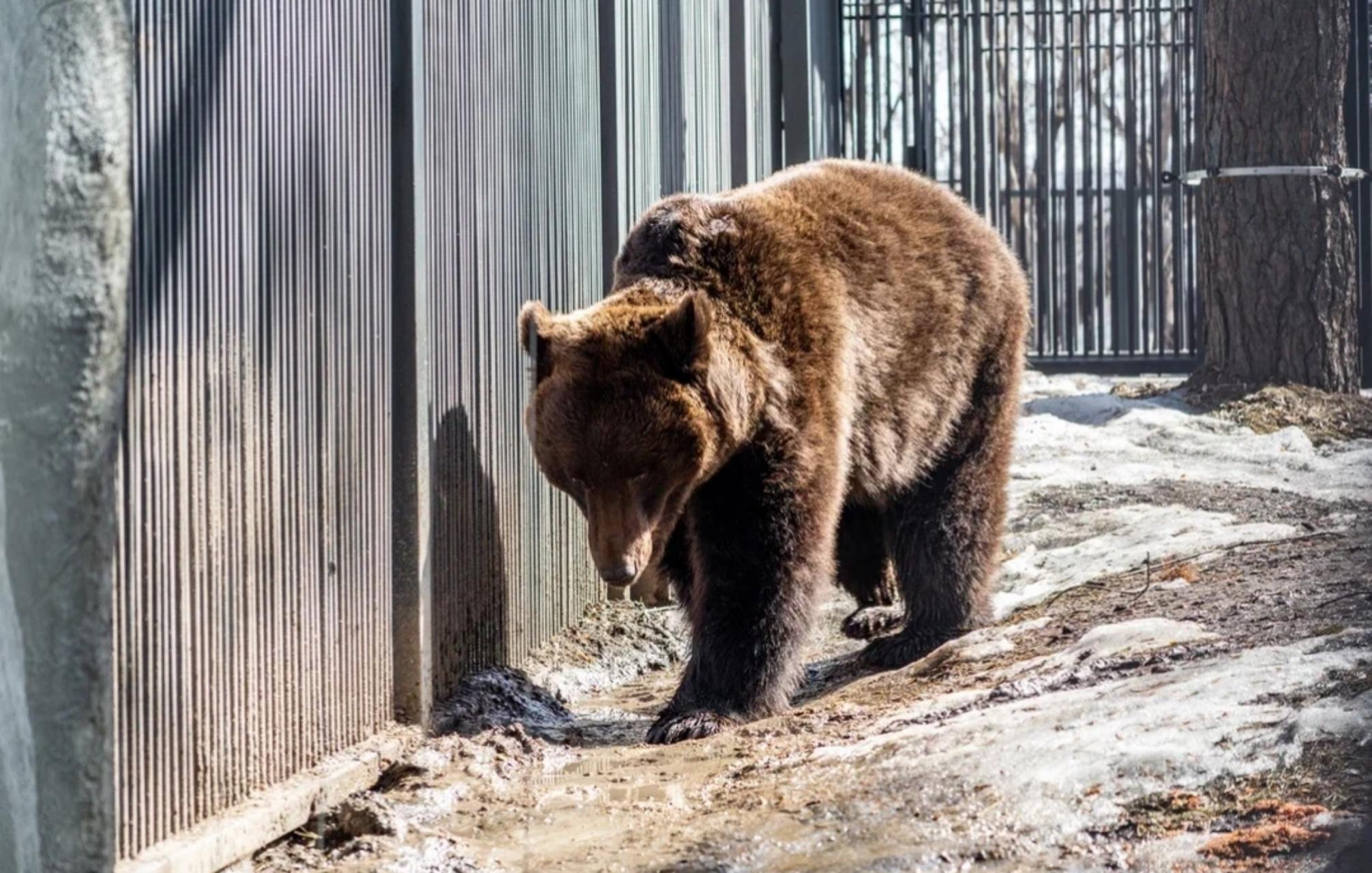 В Куйбышевском районе НСО введён комендантский час из‑за медведей